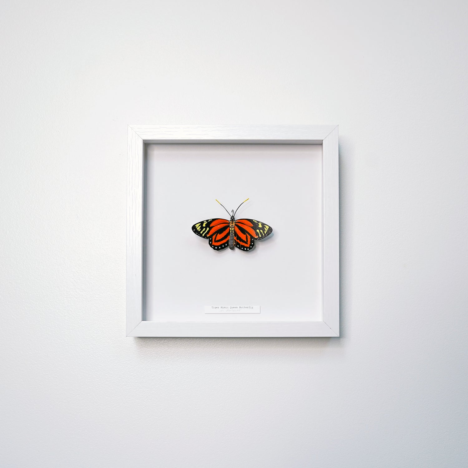 A framed butterfly art sculpture mounted on a white background inside a square white frame, hung on a light gray wall.