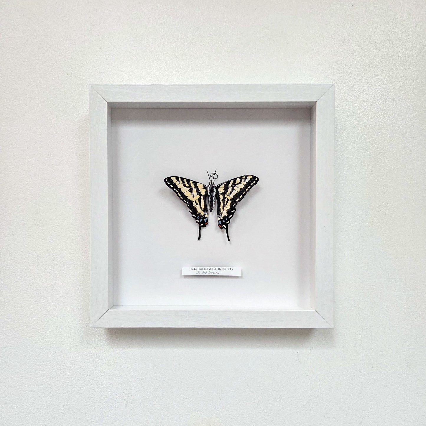 A framed butterfly art sculpture mounted on a white wall. The butterfly has yellow, black, and cream coloring, and a small label is attached below it inside a white shadow box frame.