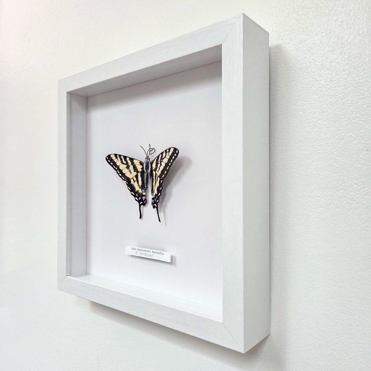 A white shadow box frame displaying a butterfly art sculpture mounted on a white background, with a small label plaque below. The frame is shown hanging on a light-colored wall.