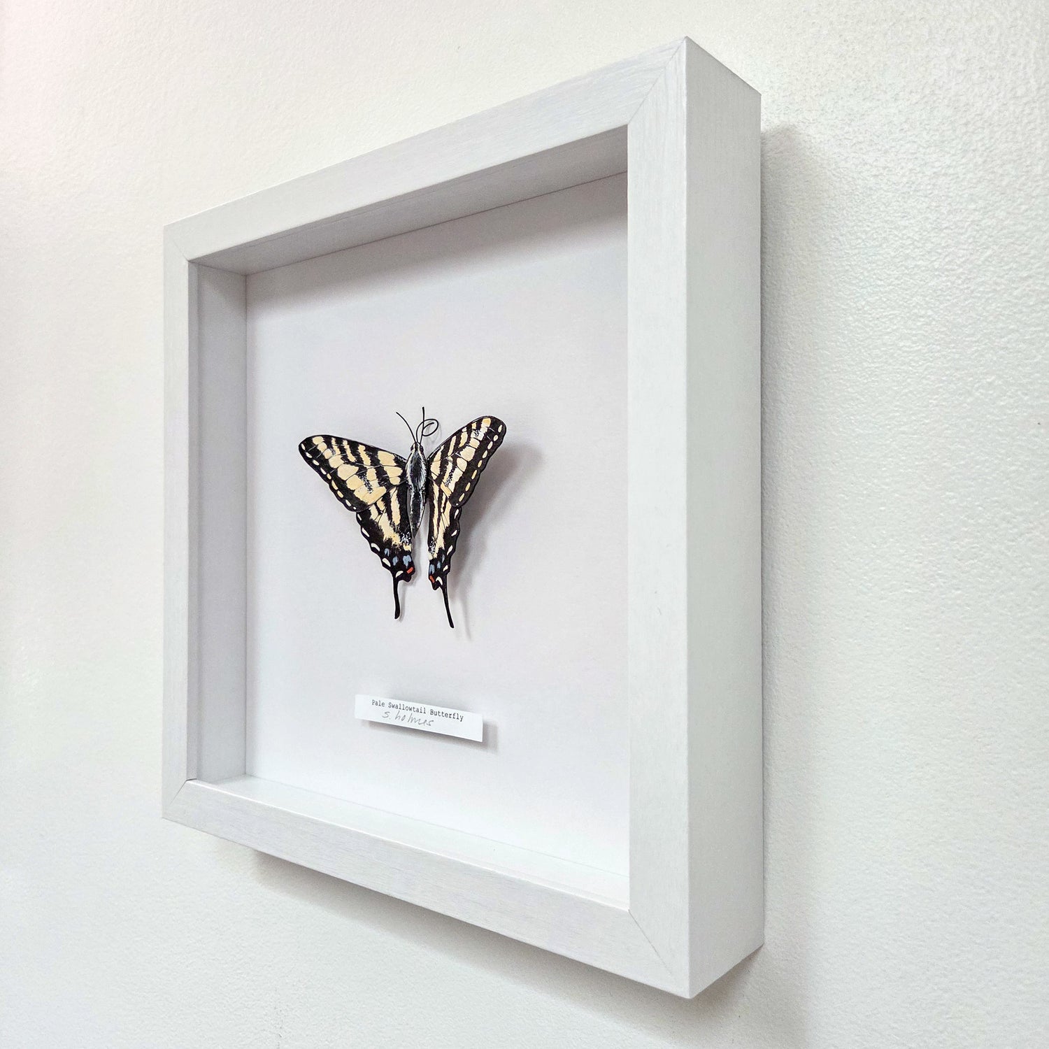 A white shadow box frame displaying a butterfly art sculpture mounted on a white background, with a small label plaque below. The frame is shown hanging on a light-colored wall.