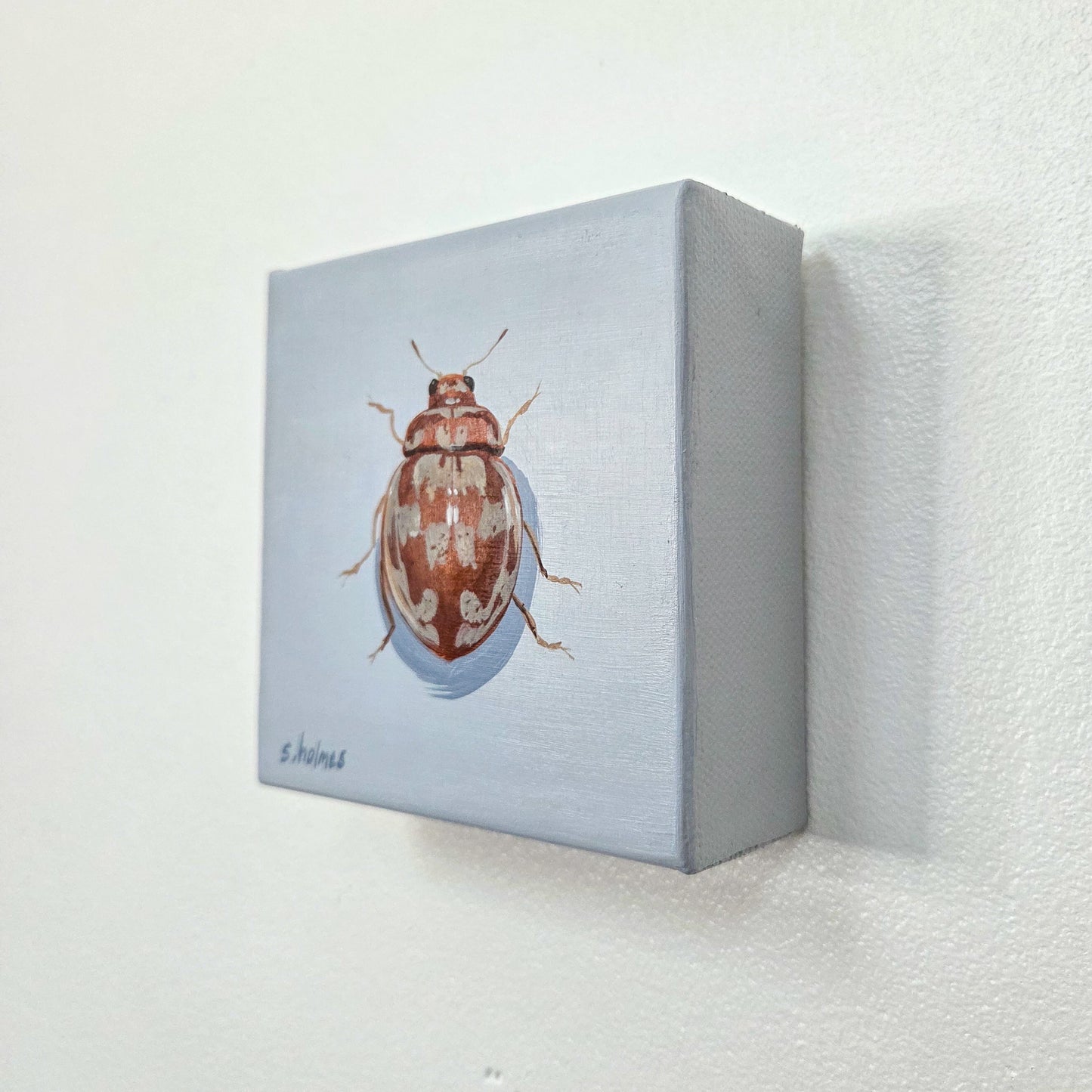 A small square canvas painting of a brown and cream beetle on a light blue-gray background, mounted on a white textured wall.