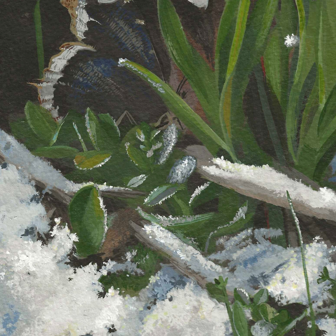 Close-up of a butterfly on green leaves with snow on the ground