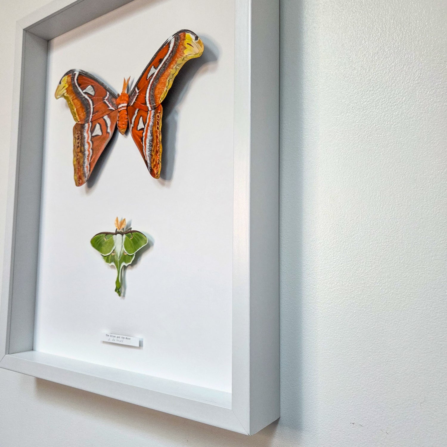 A framed wall display featuring two moths mounted on a white backing. The larger top moth is orange and yellow with black striping, and the smaller bottom moth is green.