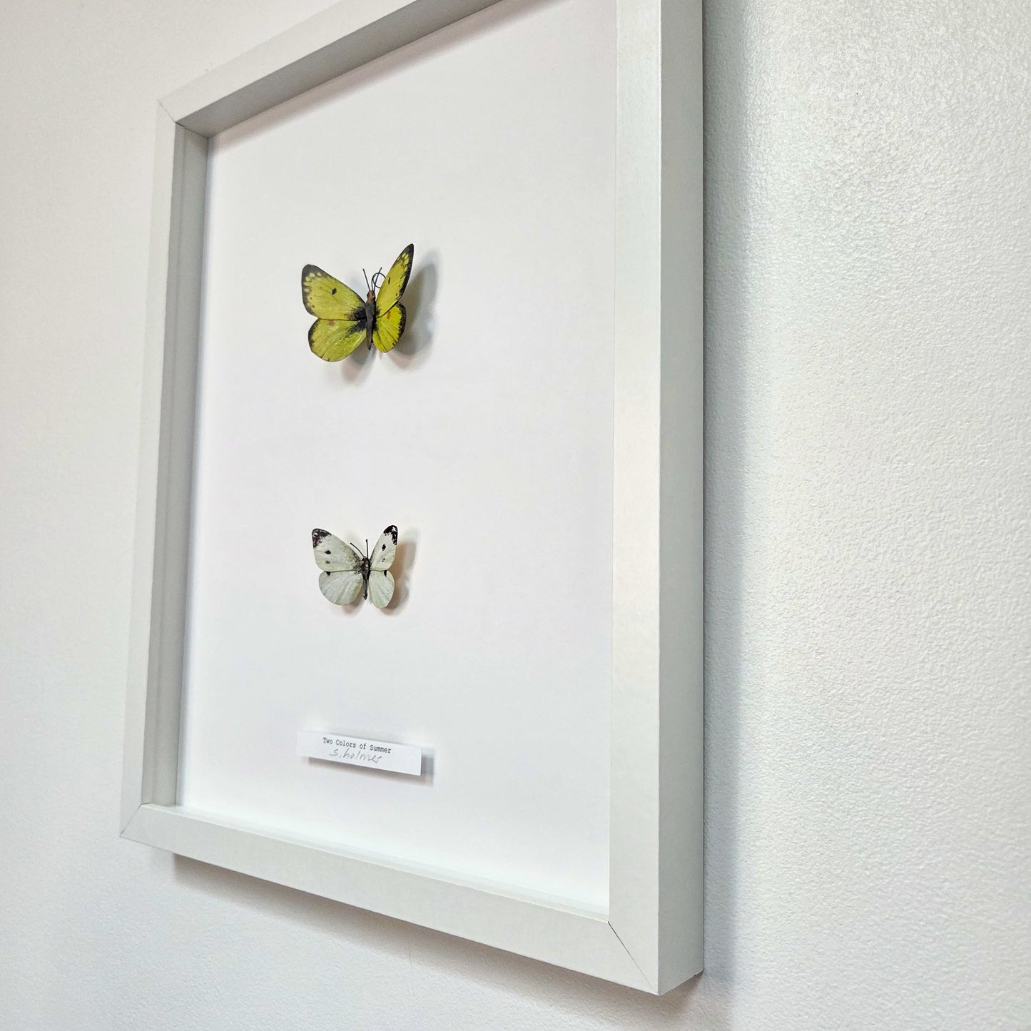 A white square framed wall display featuring two mounted butterflies, one yellow and one white, on a white mat background, hung on a light textured wall.