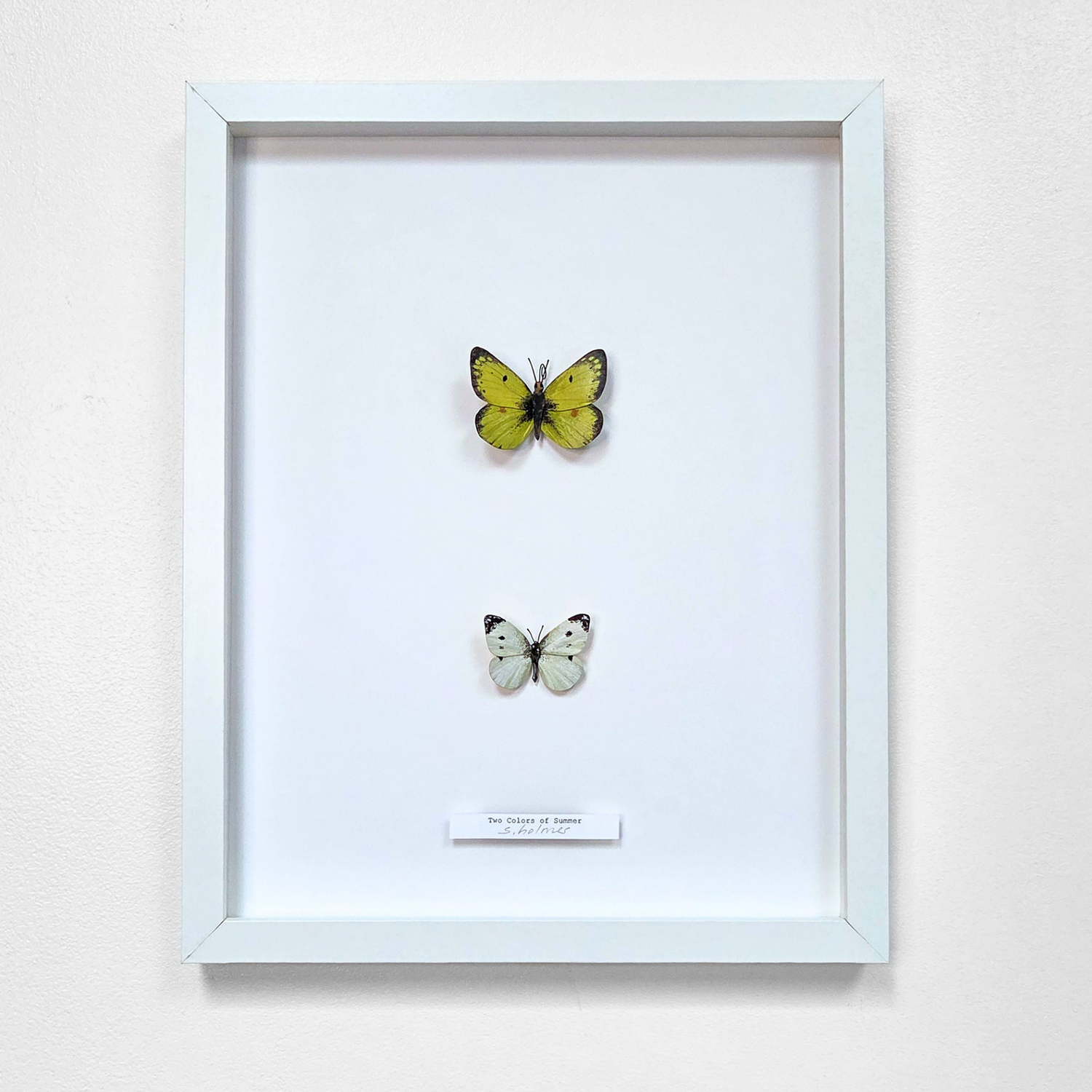 A framed butterfly and moth art display mounted on a white background inside a white frame, with a small label at the bottom.