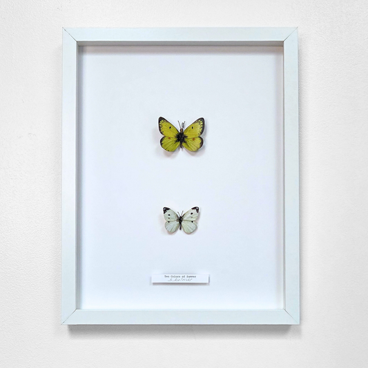A framed butterfly and moth art display mounted on a white background inside a white frame, with a small label at the bottom.