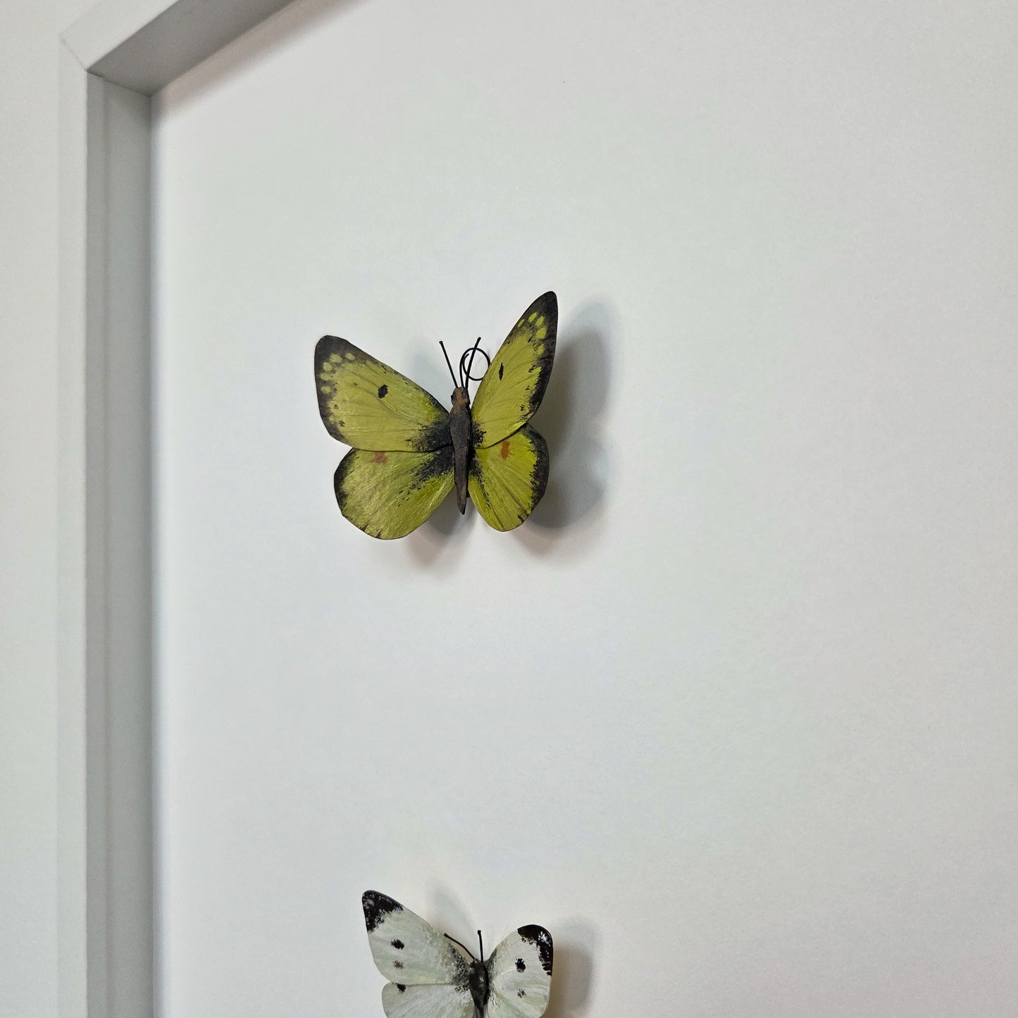 A framed wall display featuring two mounted butterfly sculptures on a white background. The upper butterfly is yellow-green with dark brown edging, and a second butterfly with white and black wings is partially visible at the bottom edge.