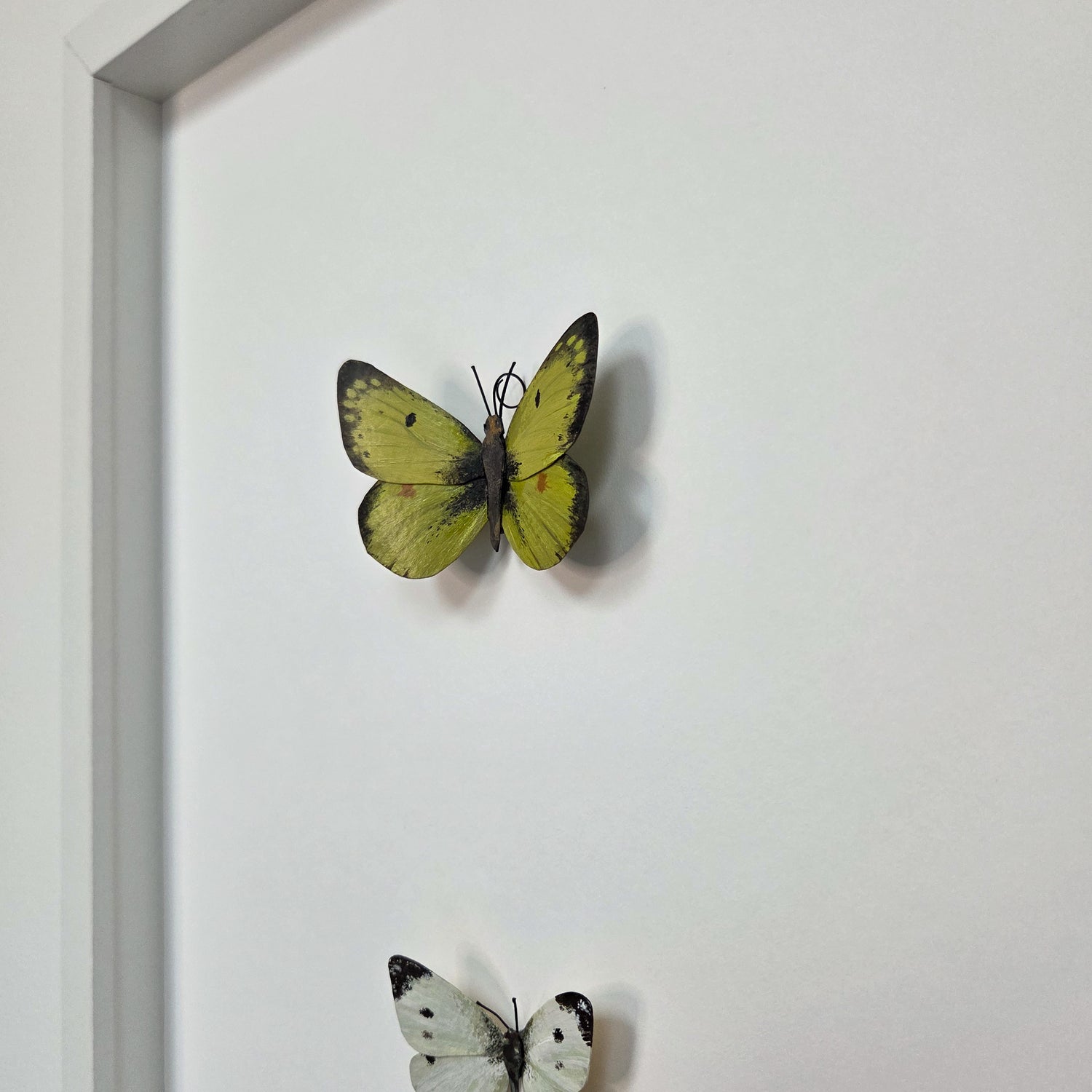 A framed wall display featuring two mounted butterfly sculptures on a white background. The upper butterfly is yellow-green with dark brown edging, and a second butterfly with white and black wings is partially visible at the bottom edge.