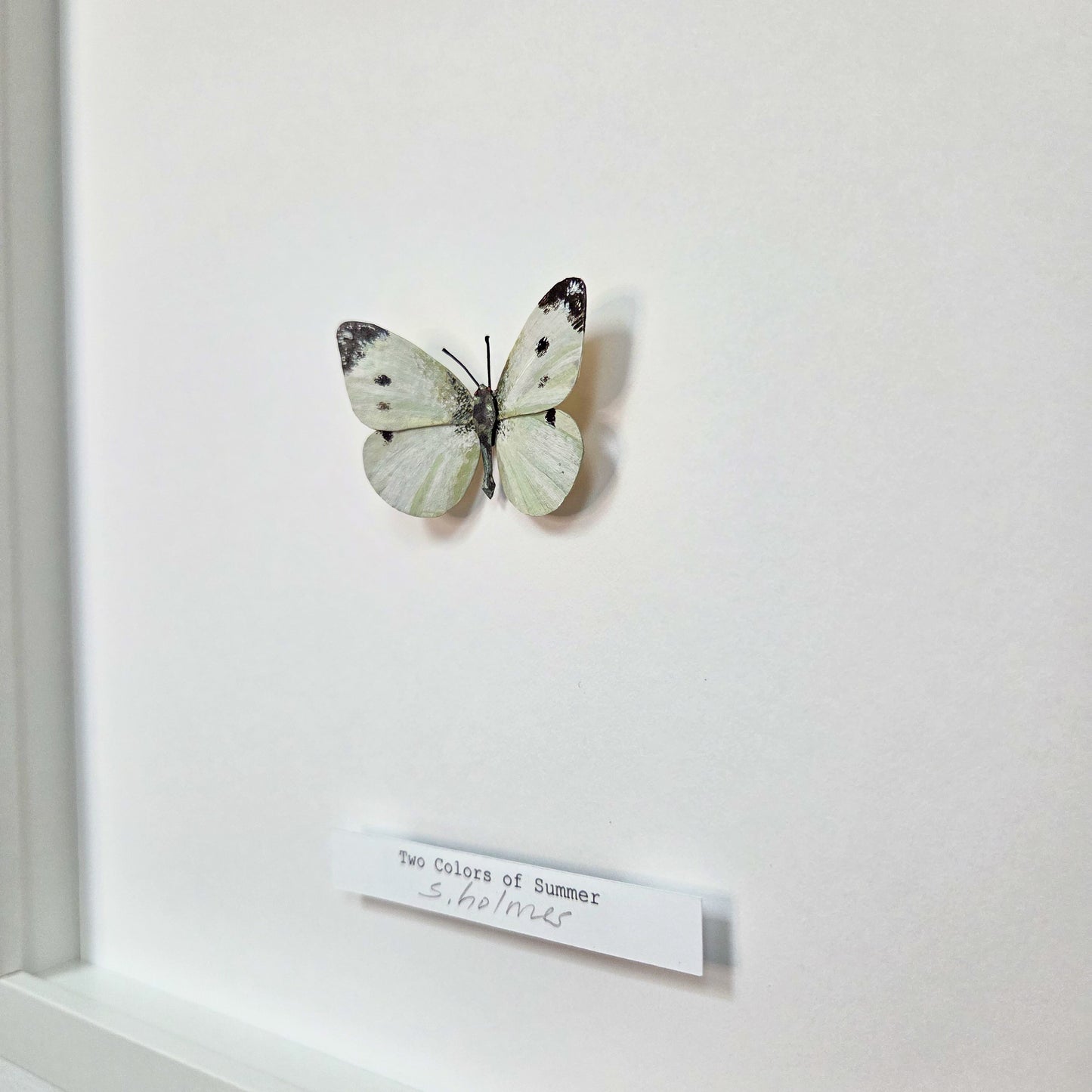 A mounted butterfly sculpture on a white display wall, with a small label below reading 'Two Colors of Summer' and handwritten notes.