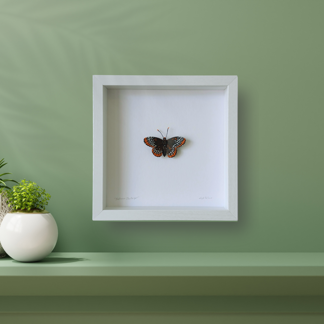 A baltimore checkerspot butterfly sculpture by artist Steph Holmes on a green wall.