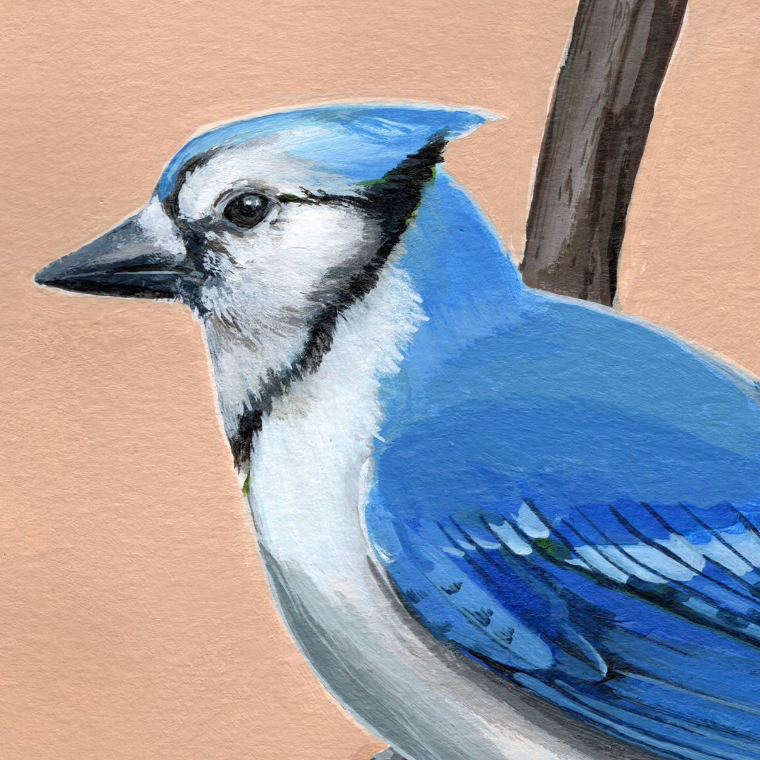 A detail photo of an art print featuring a bright Blue Jay bird on a tan background.