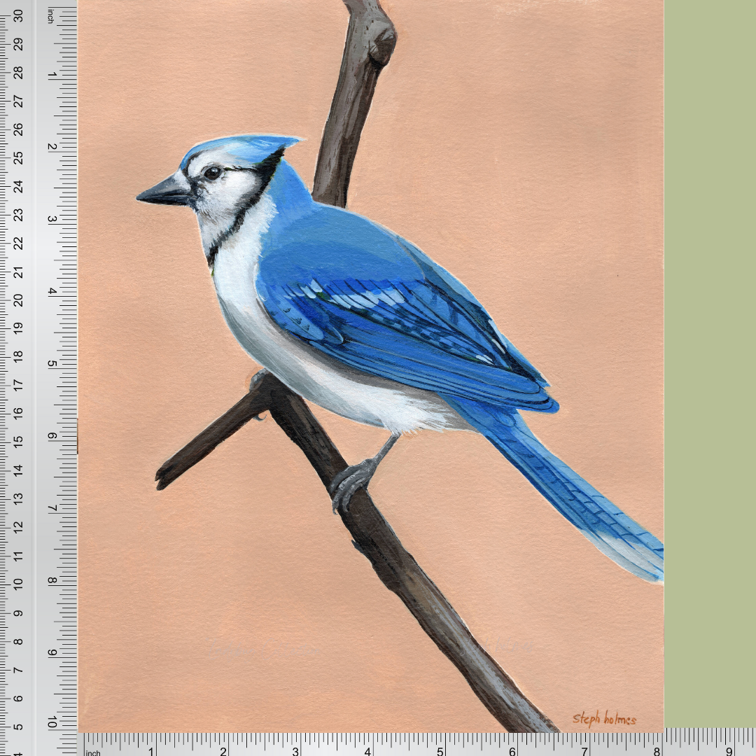 An art print featuring a bright Blue Jay bird next to a ruler for measurement.