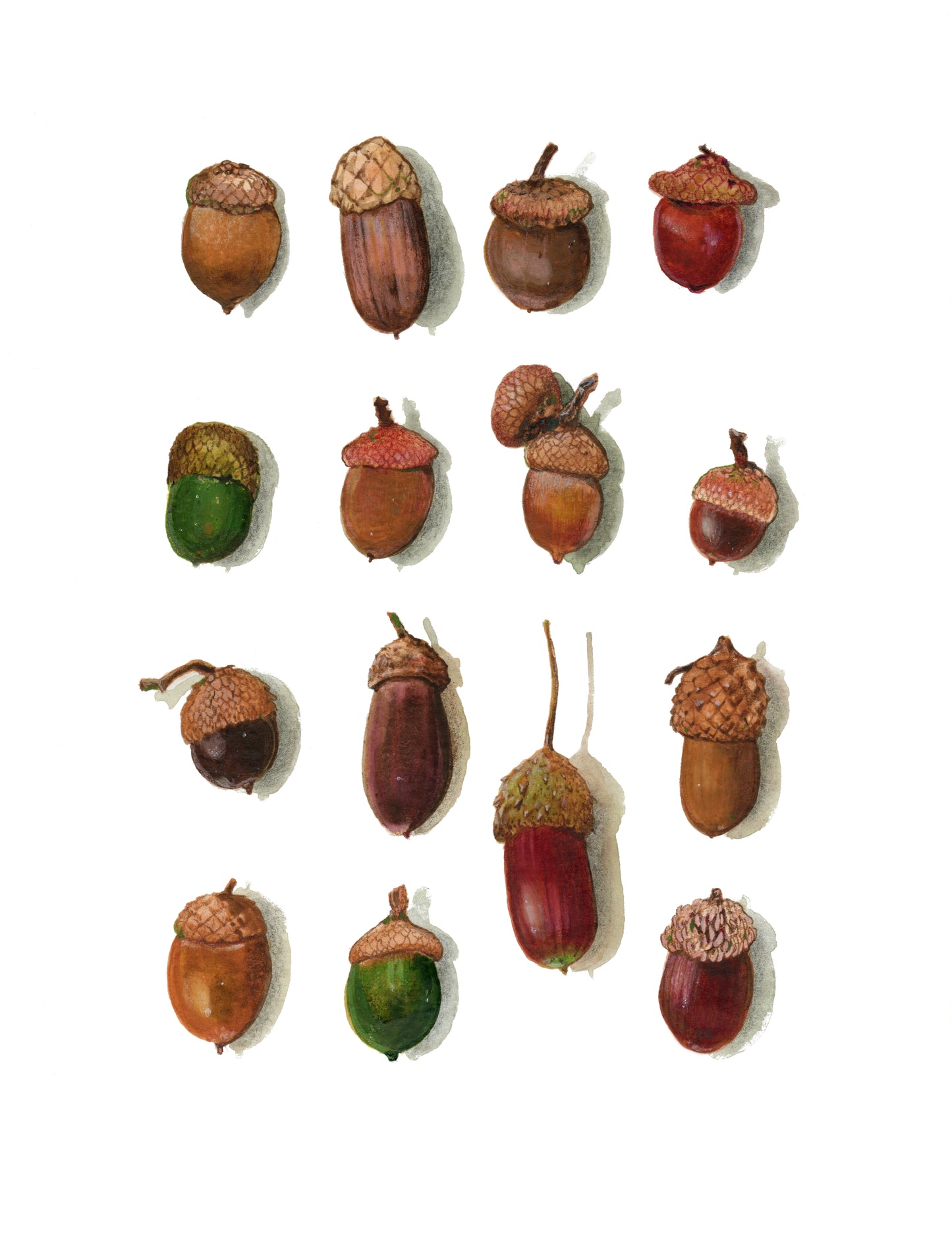 Acron Collection The Explorer's Acorn Collection print – Steph Holmes Artist Studio