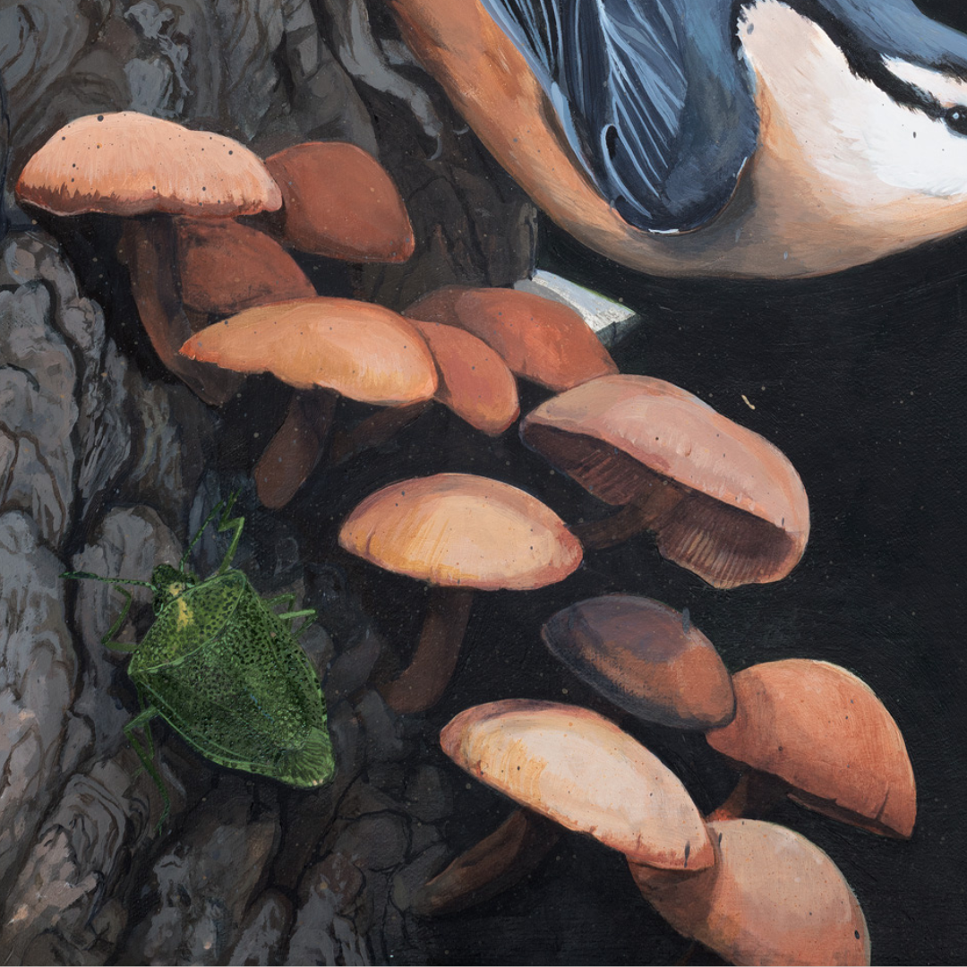 A detail shot of an art print featuring a nuthatch bird sitting on a tree with mushrooms and a green stinkbug. 