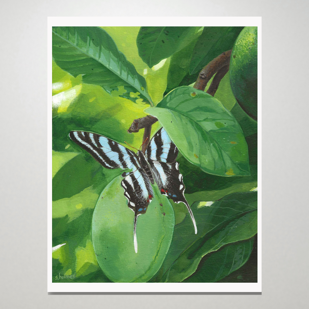 Zebra Swallowtail Butterfly Rests In Pawpaw Grove print