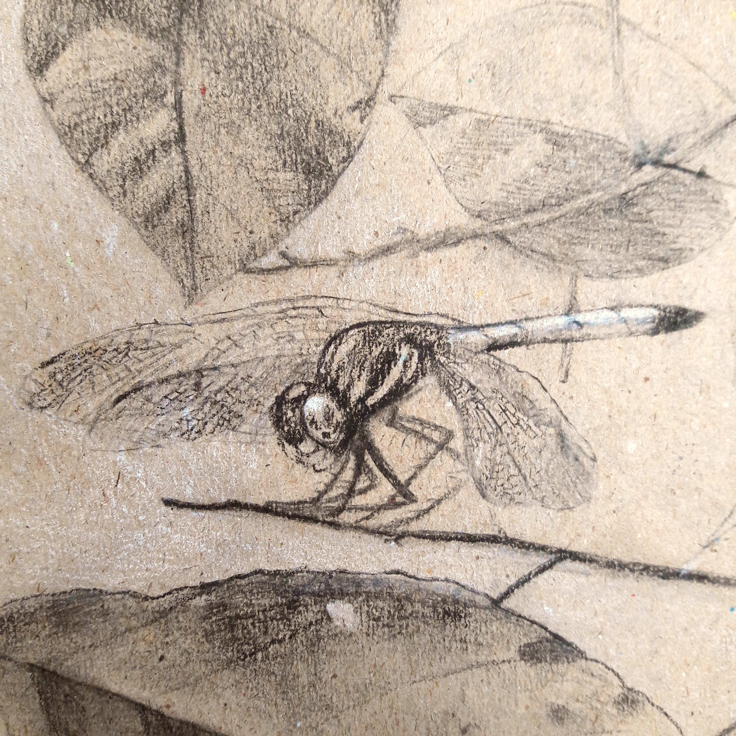 A charcoal drawing of a detailed dragonfly on brown paper.